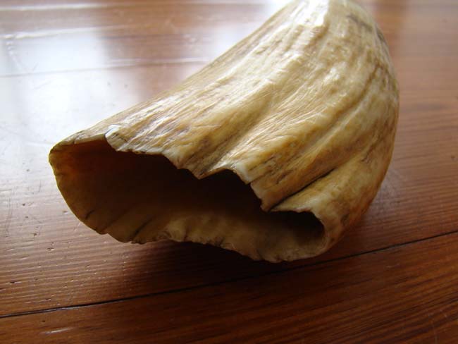 A beautiful large 19th century Sperm Whale tooth measuring 8" long and weighing nearly 1 3/4 pounds — image 3